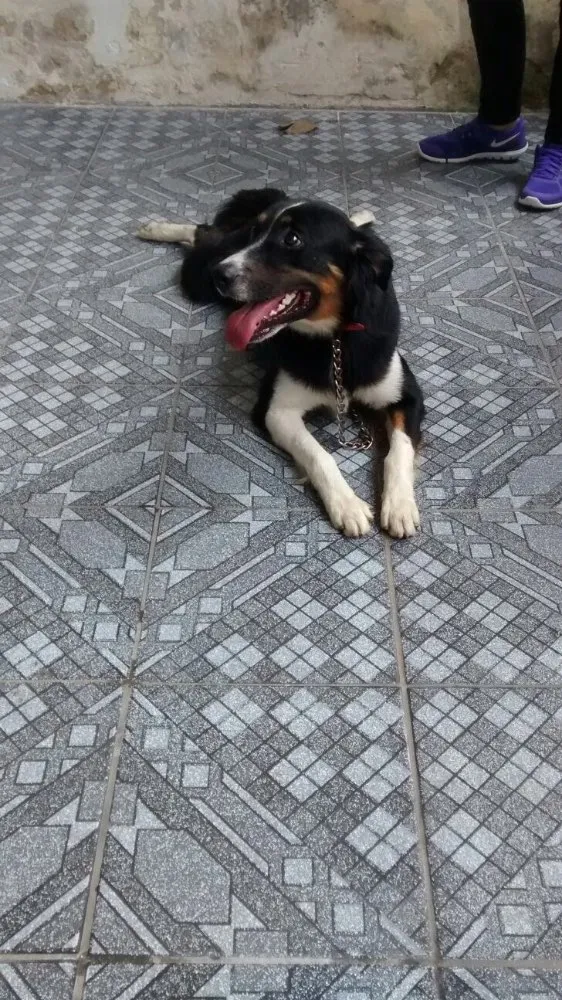 Cachorro raça SRD idade 2 anos nome Negão