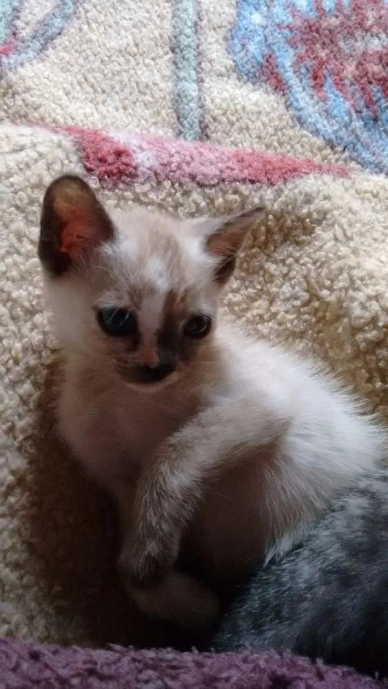 Gato ra a SRD idade 2 a 6 meses nome Adote Gaya