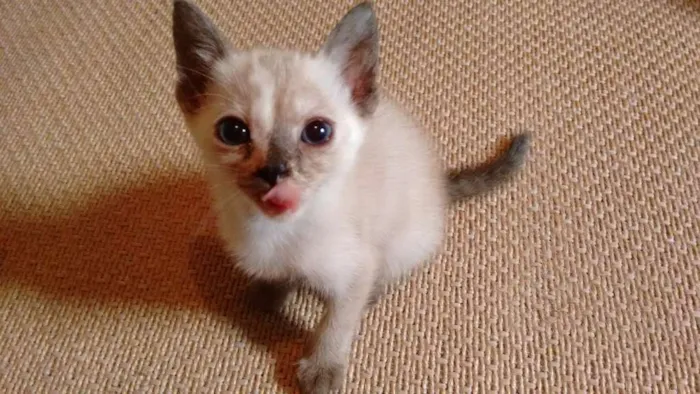 Gato ra a SRD idade 2 a 6 meses nome Adote Gaya