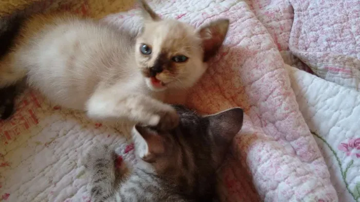 Gato ra a SRD idade 2 a 6 meses nome Adote Gaya
