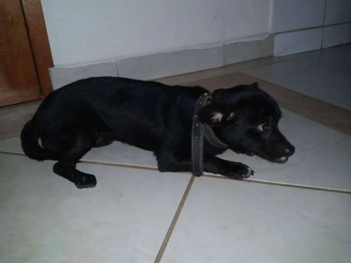 Cachorro ra a Vira-lata idade 7 a 11 meses nome Batman