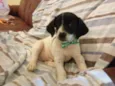 bolinha