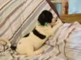 bolinha