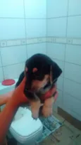Guto