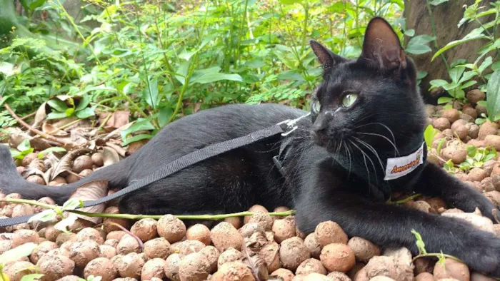 Gato raça Srd idade 7 a 11 meses nome PEPITO