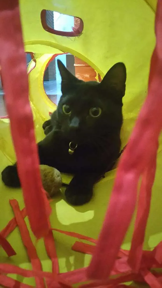 Gato raça Srd idade 7 a 11 meses nome PEPITO