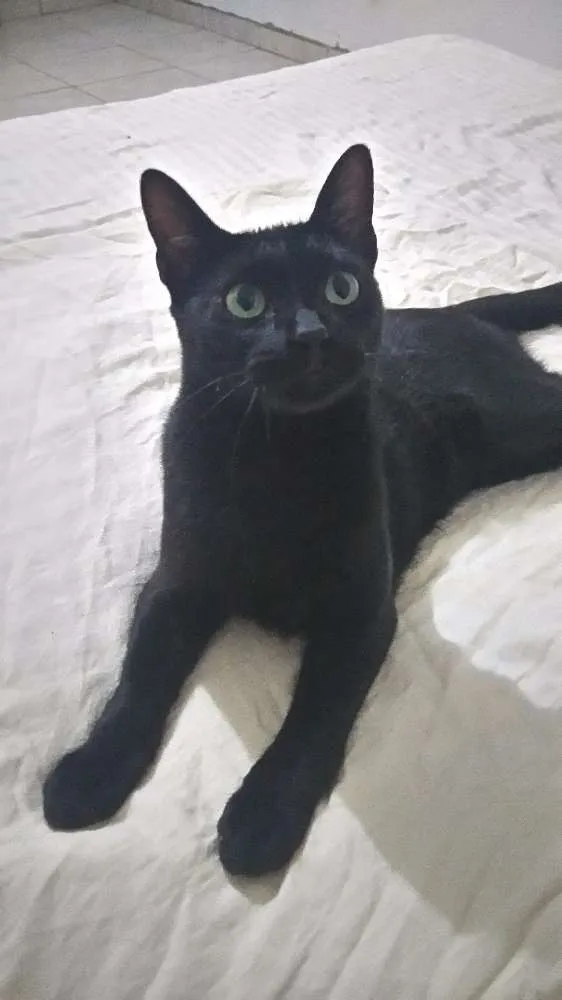 Gato raça Srd idade 7 a 11 meses nome PEPITO