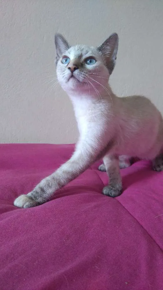 Gato raça Srd idade 2 a 6 meses nome BRENDA