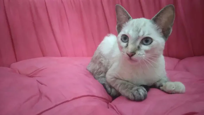 Gato raça Srd idade 2 a 6 meses nome BRENDA