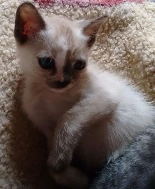 Gato ra a SRD idade 2 a 6 meses nome Adote Gaya