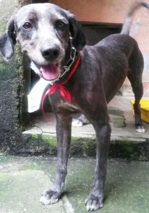 Cachorro ra a Vira lata idade 1 ano nome Billy
