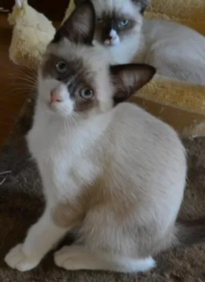 Gato raça SRD idade 2 a 6 meses nome Estalinho