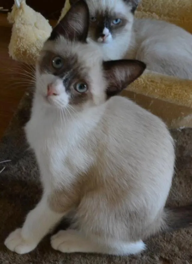 Gato ra a SRD idade 2 a 6 meses nome Estalinho