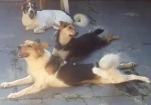Cachorro raça Sem Raça Definida idade 2 anos nome Duque