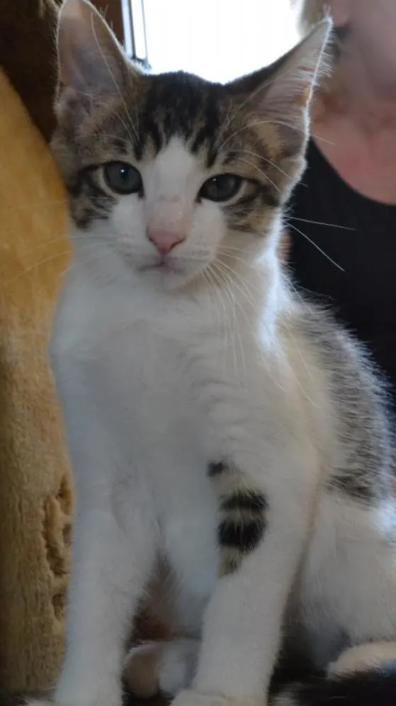 Gato ra a SRD idade 2 a 6 meses nome Bolinha