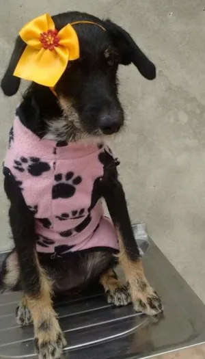 Cachorro raça srd idade 7 a 11 meses nome gloria