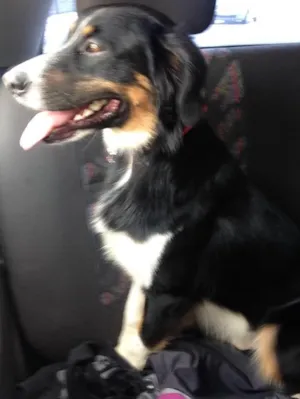 Cachorro raça SRD idade 2 anos nome Negão