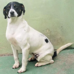 Cachorro raça  idade 2 anos nome Belinha