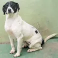 Belinha
