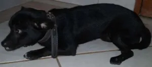 Cachorro raça Vira-lata idade 7 a 11 meses nome Batman