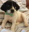 bolinha