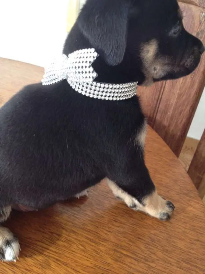 Cachorro ra a SRD idade Abaixo de 2 meses nome Filhote (Fêmea)