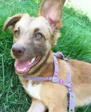 Cachorro raça SRD idade 1 ano nome Nina