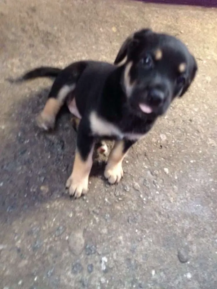 Cachorro ra a SRD idade Abaixo de 2 meses nome Filhote (Fêmea)