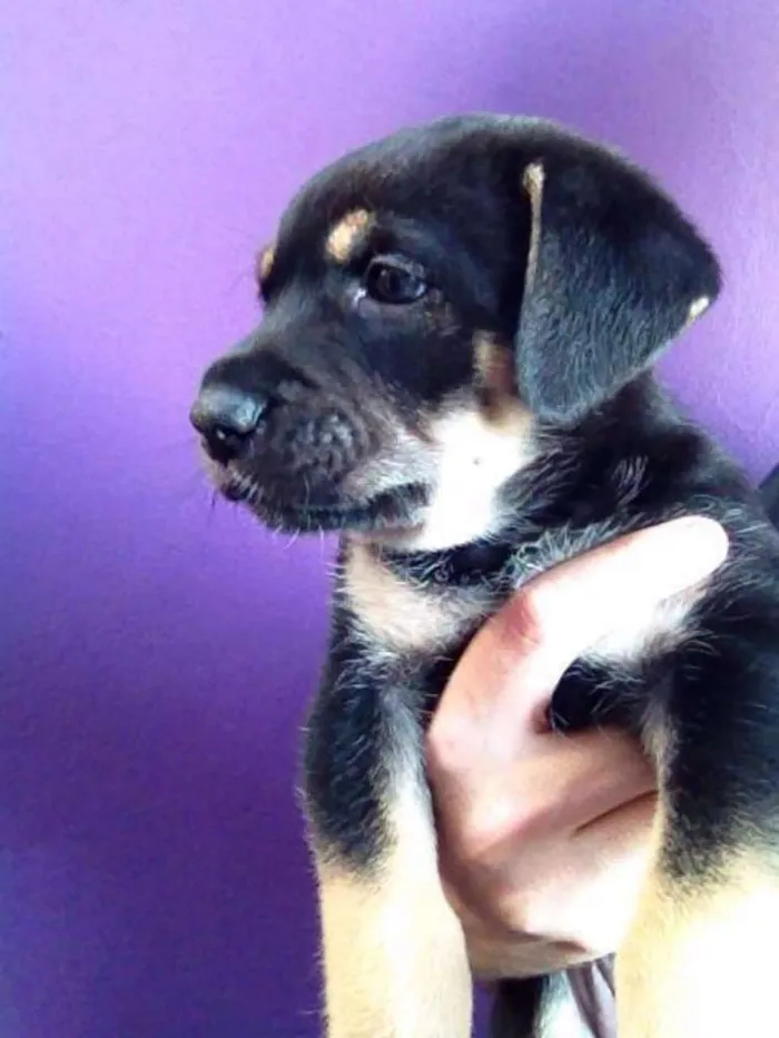 Cachorro ra a SRD idade Abaixo de 2 meses nome Filhote (Fêmea)