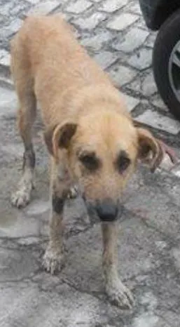 Cachorro raça Vira lata  idade 1 ano nome Mendigo 