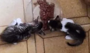 Gato raça  idade Abaixo de 2 meses nome FILHOTES