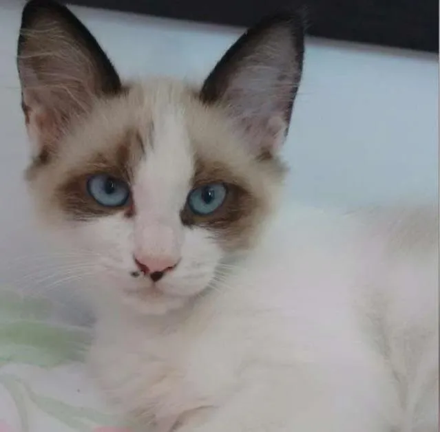 Gato ra a Angorá idade 2 a 6 meses nome Fiora (RECOMPENSA) 