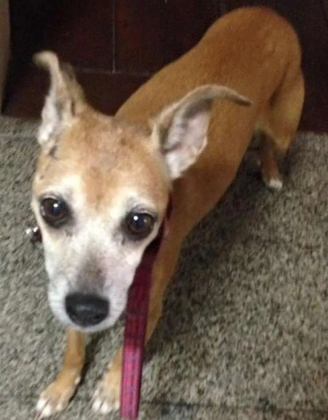 Cachorro ra a Pinscher idade 6 ou mais anos nome PADOCA