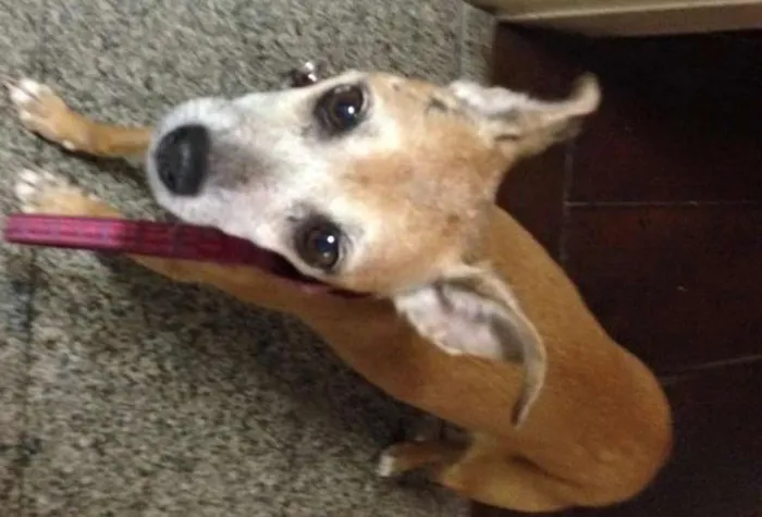 Cachorro ra a Pinscher idade 6 ou mais anos nome PADOCA