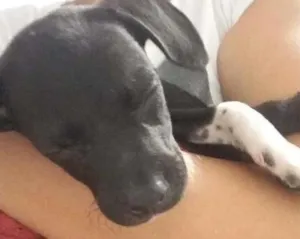 Cachorro raça SRD idade 2 a 6 meses nome Luna