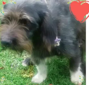 Cachorro raça SRD idade 2 anos nome Spaik