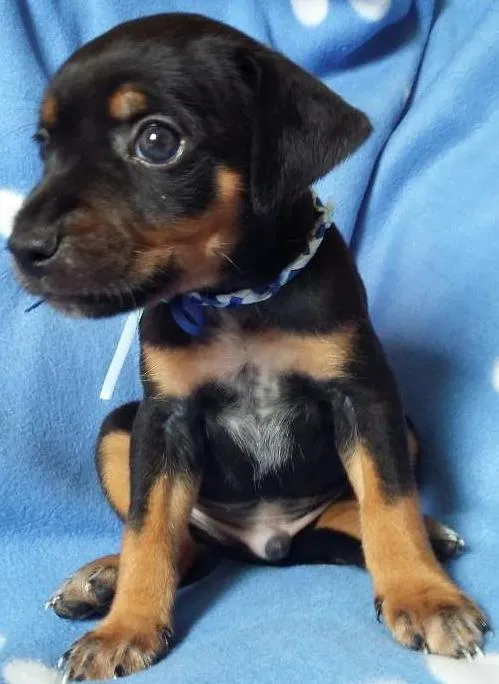 Cachorro ra a SRD idade Abaixo de 2 meses nome sem nome