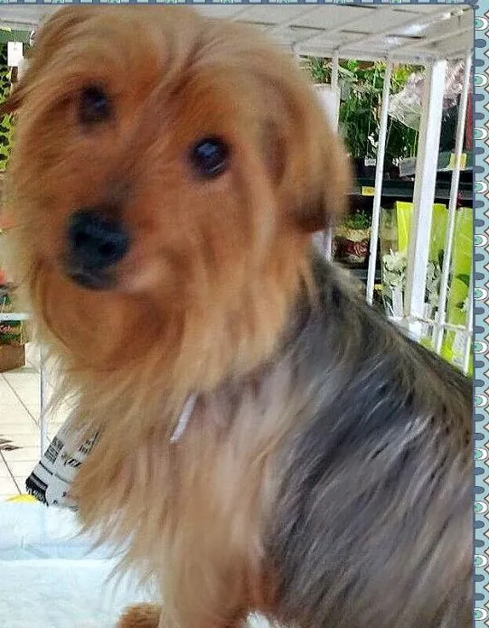 Cachorro ra a SRD idade 1 ano nome Spike