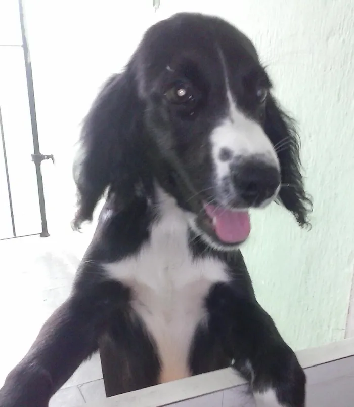 Cachorro ra a Cocker idade 2 a 6 meses nome Mel