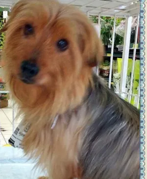 Cachorro raça SRD idade 1 ano nome Spike