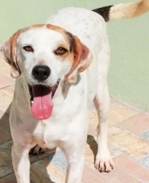 Cachorro ra a  idade 4 anos nome Lyon e Lorena
