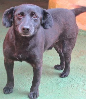 Cachorro raça  idade 6 ou mais anos nome Max Pequeno