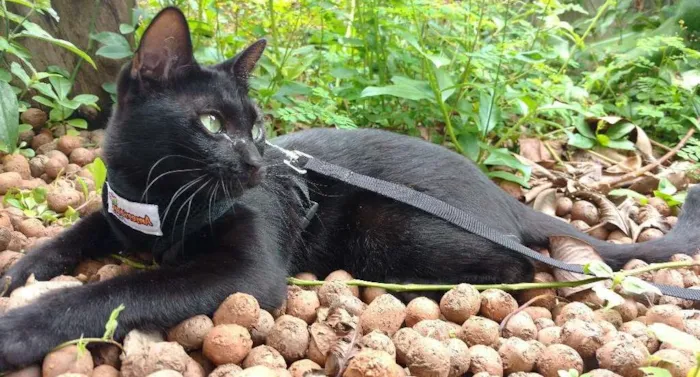 Gato raça Srd idade 7 a 11 meses nome PEPITO