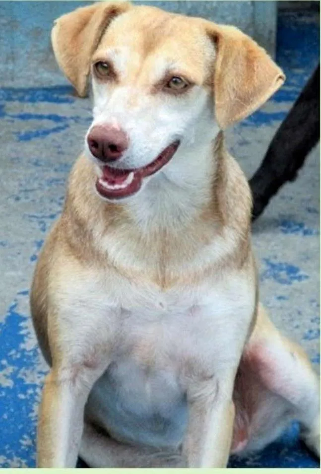 Cachorro ra a  idade 3 anos nome Soraya Pequena