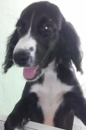 Cachorro raça Cocker idade 2 a 6 meses nome Mel