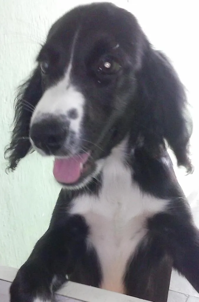 Cachorro ra a Cocker idade 2 a 6 meses nome Mel