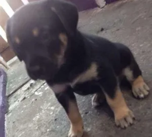 Cachorro raça SRD idade Abaixo de 2 meses nome Filhote (Fêmea)