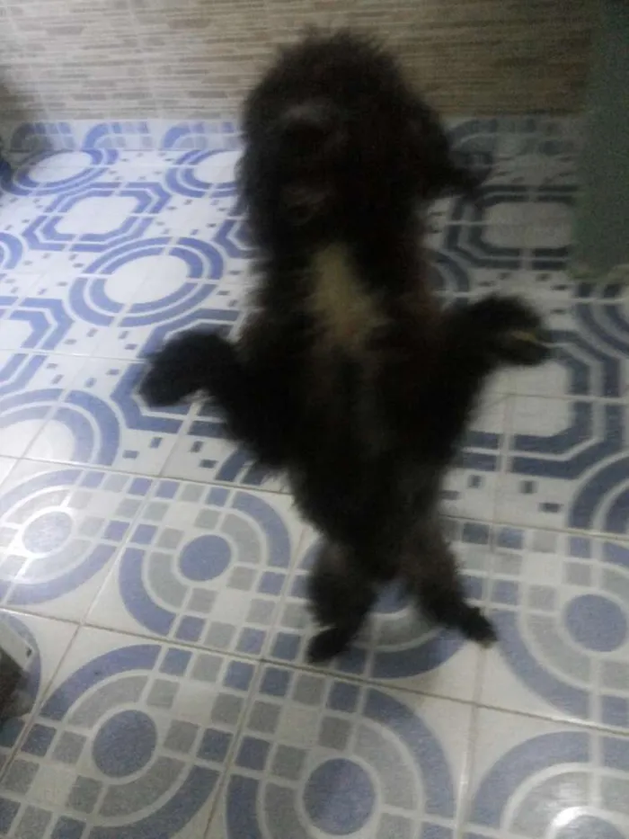 Cachorro raça Poodl medio idade 7 a 11 meses nome Chumlee