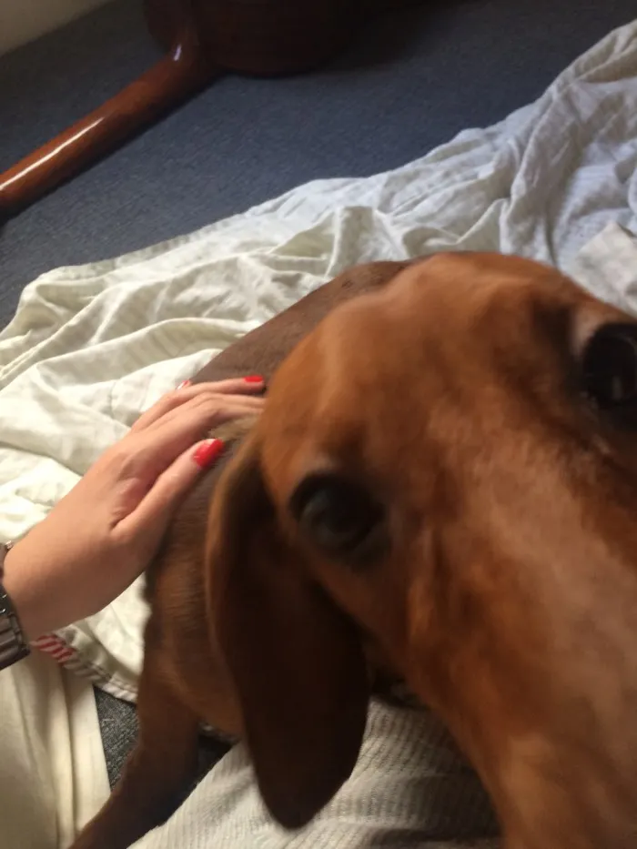 Cachorro ra a Basset  idade 2 a 6 meses nome Johnny