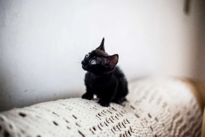 Gato ra a Siamês Misturada idade Abaixo de 2 meses nome Sem Nome